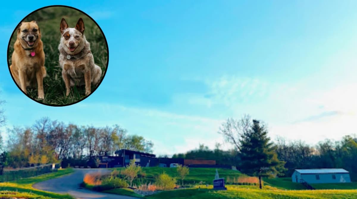 Dogs tied to Washington Humane Society sparks probe 2026