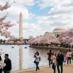 DC Cherry Blossoms: Peak Bloom Dates and Best Viewing Spots