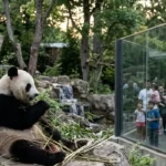 The National Zoo Panda Guide: Visit Tips, Hours, and What to See