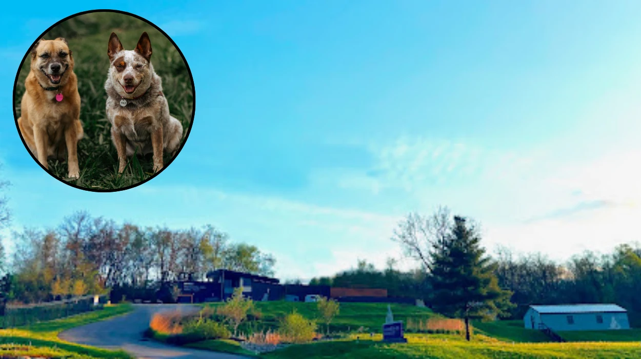 dogs tied to washington humane society sparks probe 1