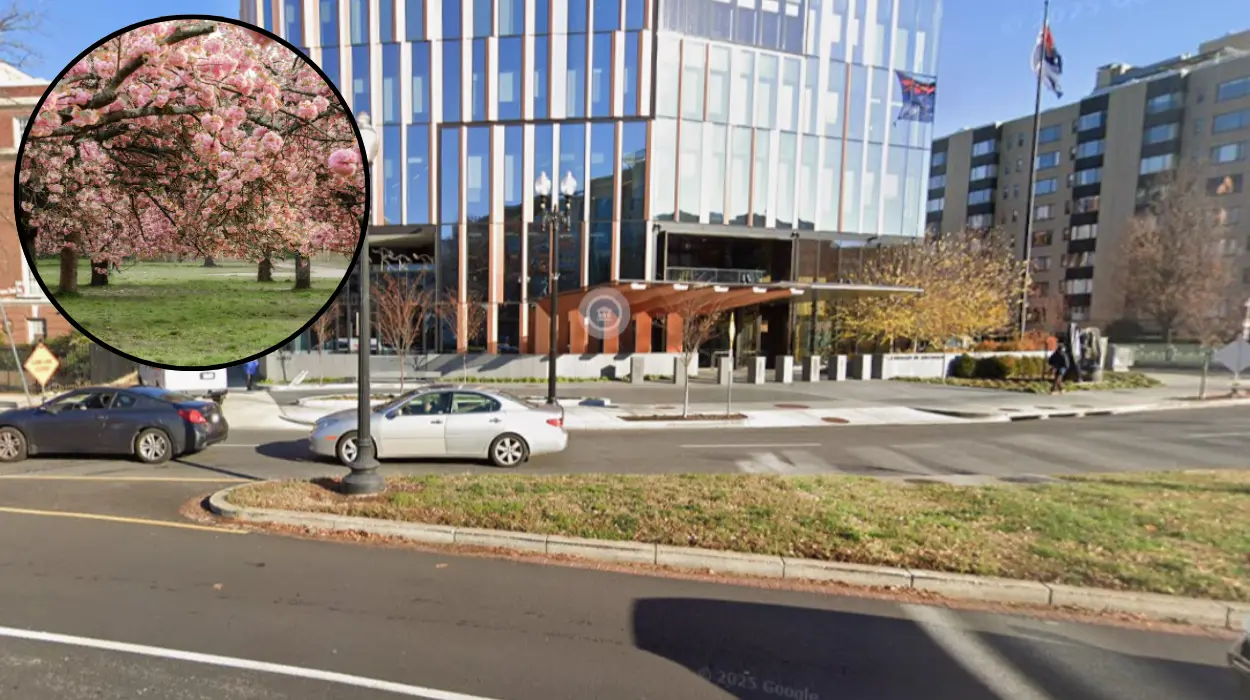 extreme winter hits washington dc cherry bloom 1