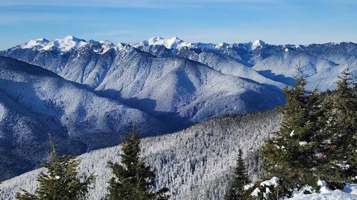 Best Waterfalls in Olympic National Park to Visit Year-Round