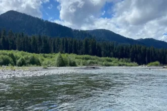 Hoh Rainforest Washington Guide: Explore the Ultimate Moss Trails and Wildlife