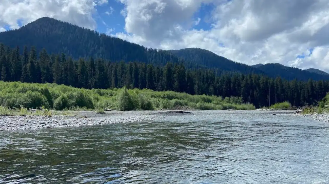 Hoh Rainforest Washington Guide: Explore the Ultimate Moss Trails and Wildlife