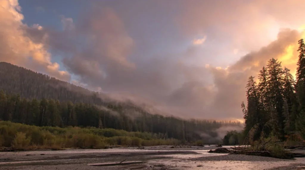 How Does the Nurse Log Process Benefit Forest Regeneration?