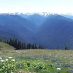 Hurricane Ridge Olympic National Park Scenic Mountain Views and High Altitude Hiking