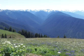 Hurricane Ridge Olympic National Park Scenic Mountain Views and High Altitude Hiking