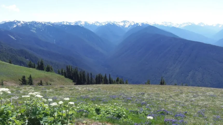 Hurricane Ridge Olympic National Park Scenic Mountain Views and High Altitude Hiking