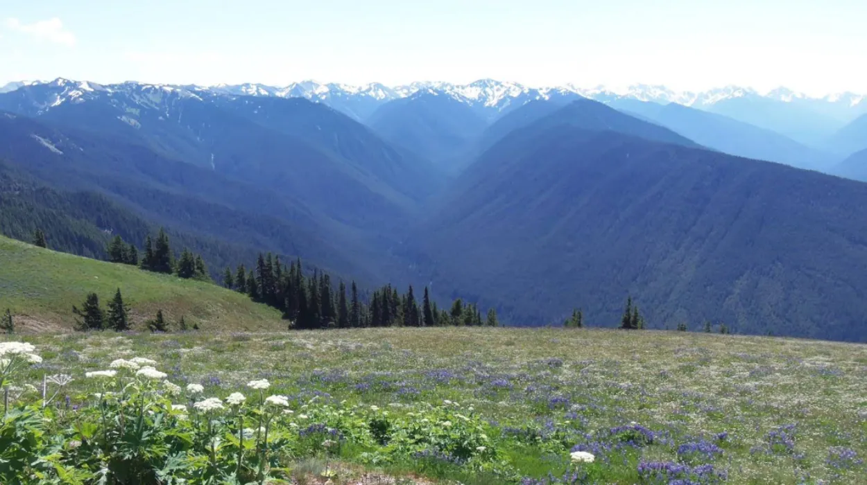 Hurricane Ridge Olympic National Park Scenic Mountain Views and High Altitude Hiking
