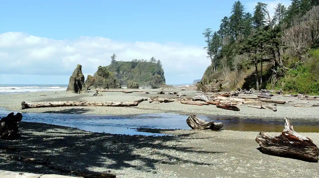 Olympic National Park Guide: Rainforest, Beaches & Mountains