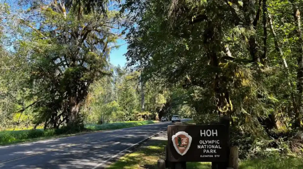 What Is the Hoh Rain Forest and Why Is It Famous?