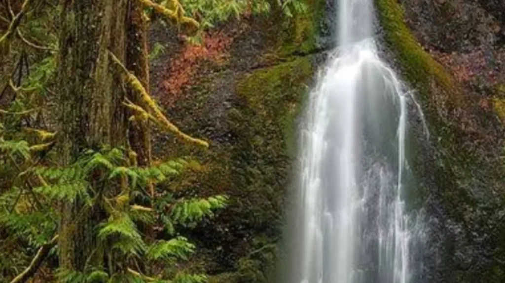 What makes a waterfall worth visiting in Olympic National Park?