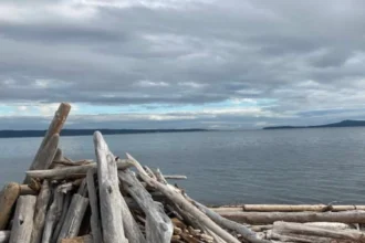 Best Beaches in San Juan Islands Washington | Top 5 Beaches