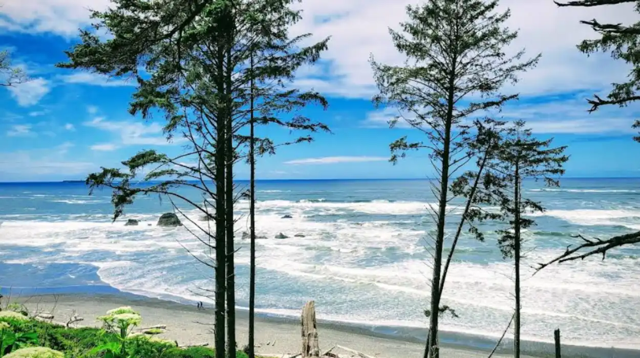 Olympic National Park Hiking Trails for All Skill Levels in Washington