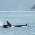 San Juan Island Road Trip Guide for First Visitors in Washington State