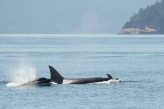 San Juan Island Road Trip Guide for First Visitors in Washington State
