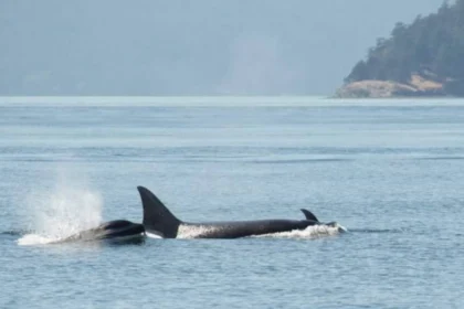 San Juan Island Road Trip Guide for First Visitors in Washington State