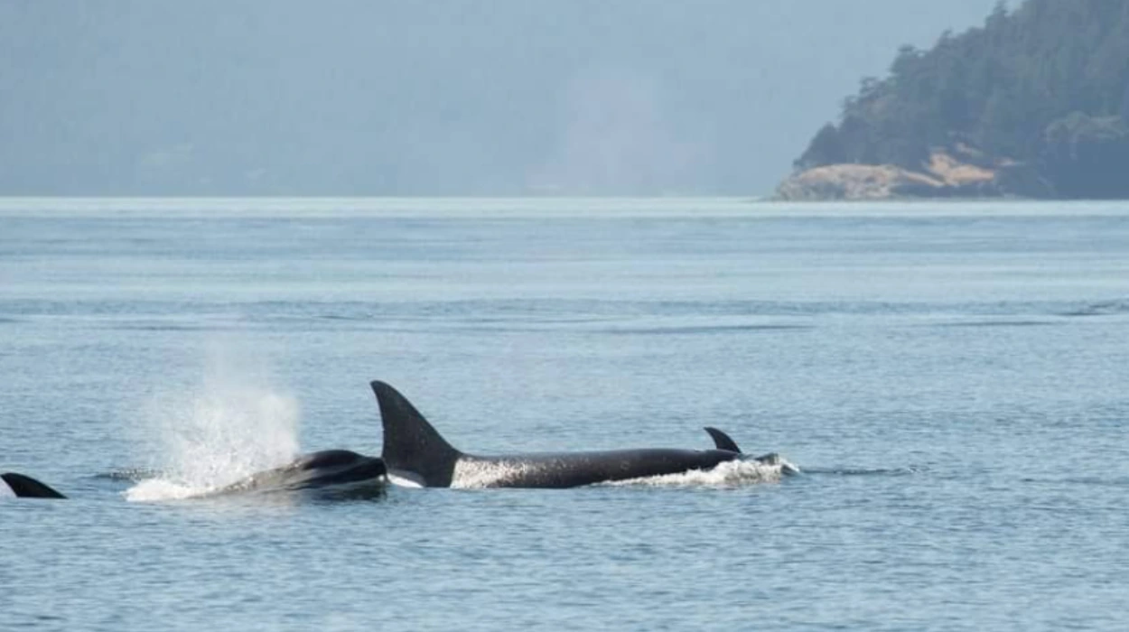 San Juan Island Road Trip Guide for First Visitors in Washington State