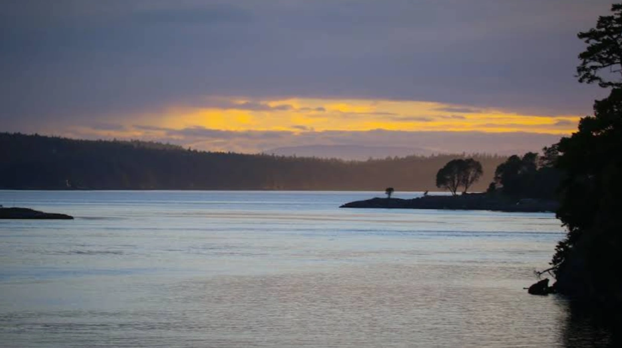 San Juan Islands Washington Whale Watching Guide: Best Trips, Tours & Tips