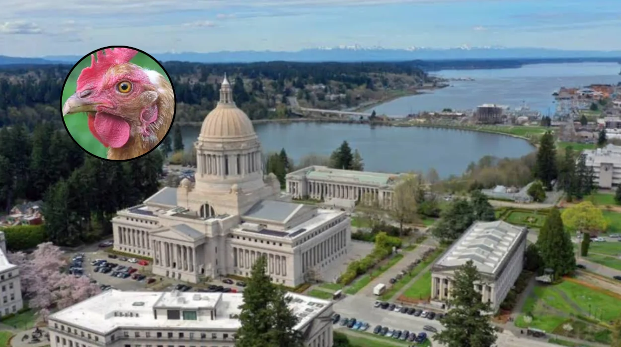Washington Salmonella Outbreak: Don't Kiss Chickens, 2026