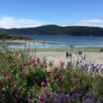Whale Watching in Washington State: Best Island Tours for Orcas and Humpbacks