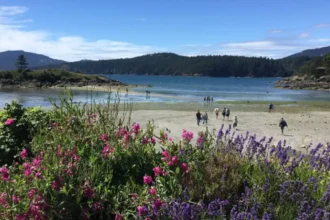 Whale Watching in Washington State: Best Island Tours for Orcas and Humpbacks