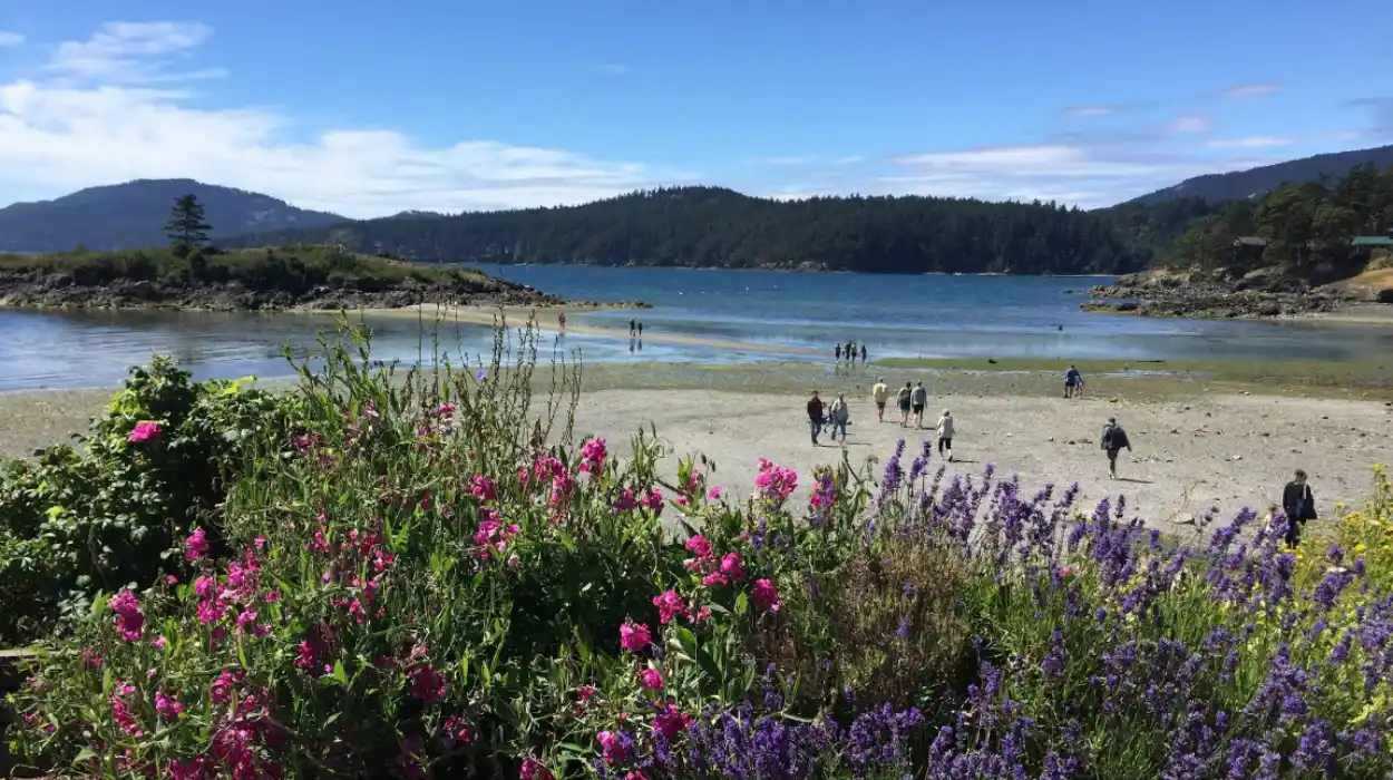 Whale Watching in Washington State: Best Island Tours for Orcas and Humpbacks