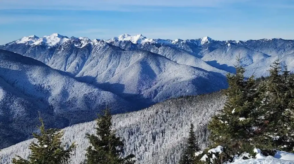 What Are the Best Easy Hiking Trails in Olympic National Park for Beginners?