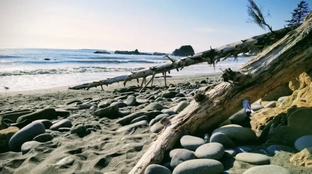 What Are the Camping Rules and Reservations for Kalaloch?