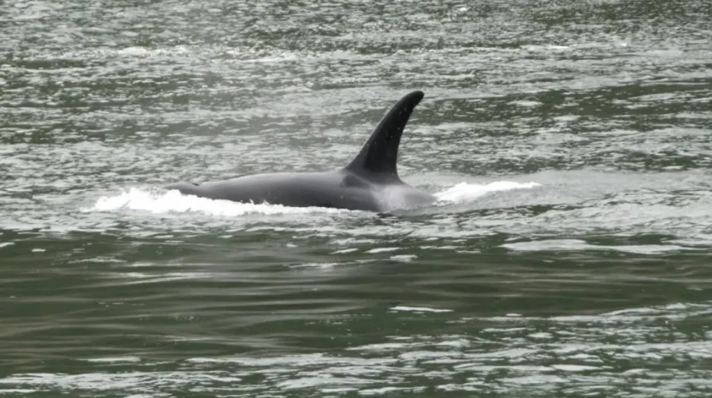 What Are the Whale Watching Best Practices and Regulations in Washington?