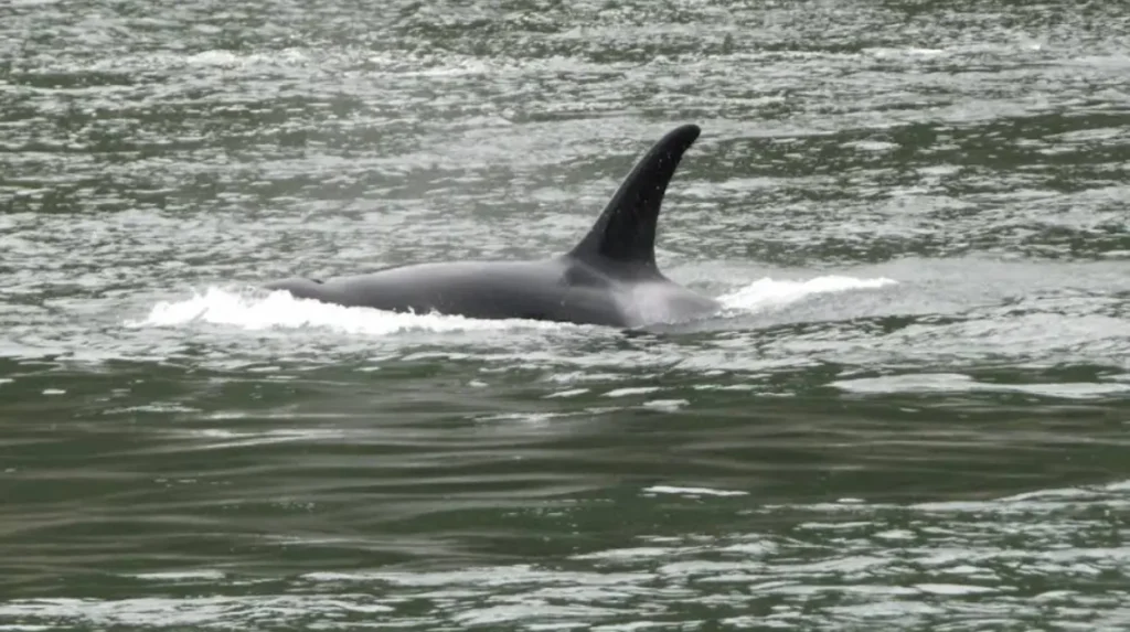 What Should You Bring for Wildlife Viewing in San Juan Islands?