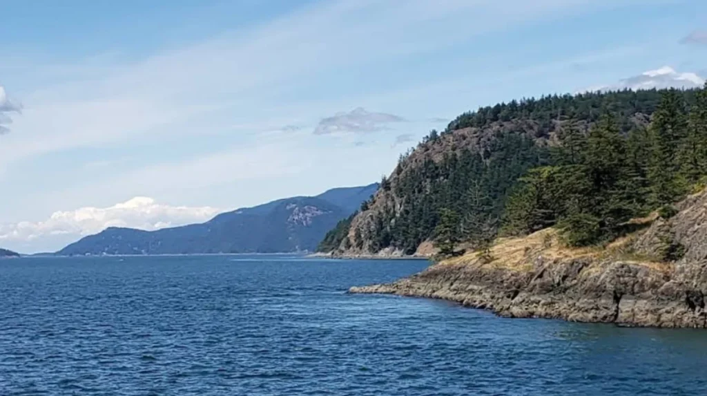 What Wildlife Can You See in the San Juan Islands?