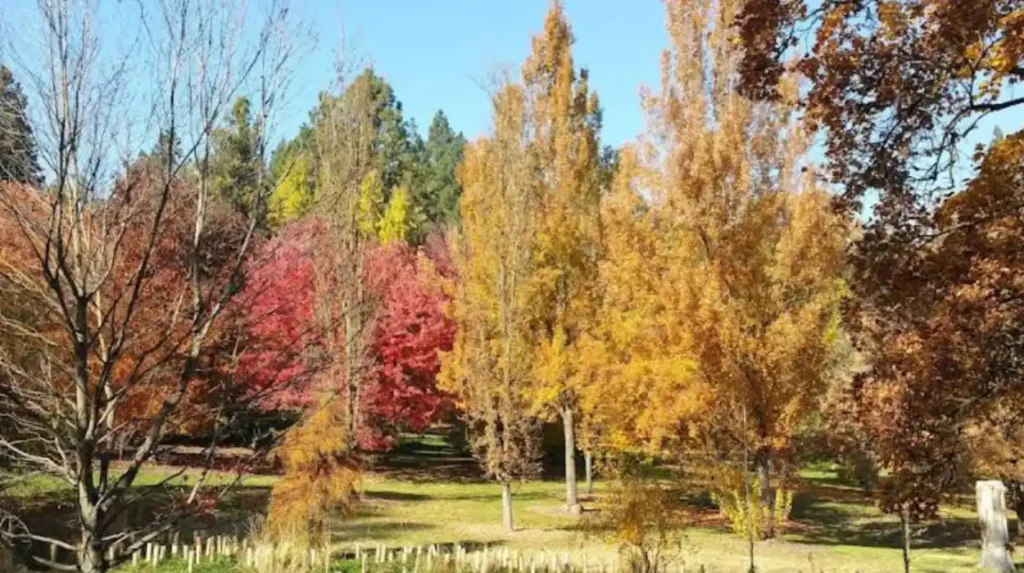 What plants grow at John A. Finch Arboretum?
