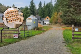 Washington Department of Agriculture Misses Egg Facility Inspections (Olympia, Washington 2026)
