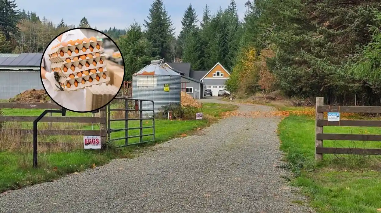 Washington Department of Agriculture Misses Egg Facility Inspections (Olympia, Washington 2026)