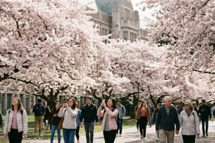 Washington State Cherry Blossom Spots for Spring Travel Guide