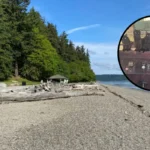 Over 30 Cats Rescued From Abandoned Boat in Tacoma 2026