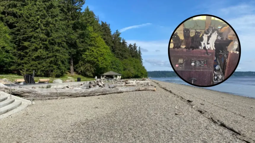 Over 30 Cats Rescued From Abandoned Boat in Tacoma 2026