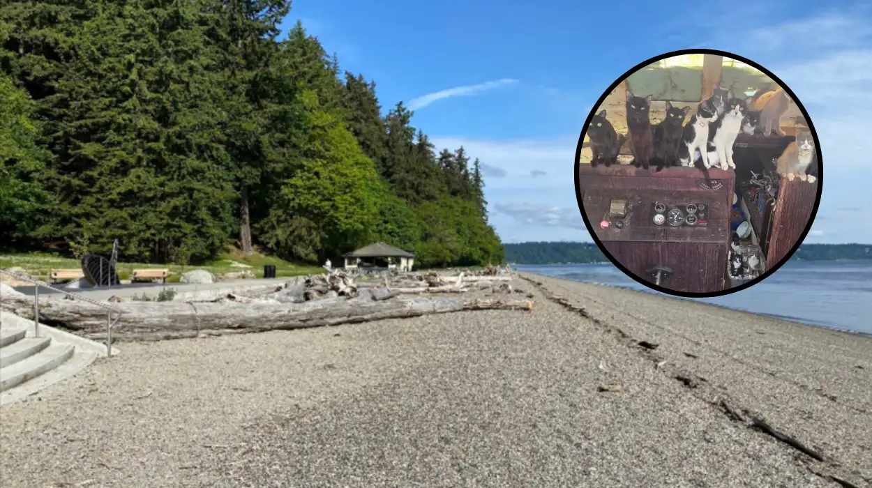 Over 30 Cats Rescued From Abandoned Boat in Tacoma 2026