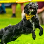 Washington State Fair New Stunt Dog Show and Events in Puyallup 2026