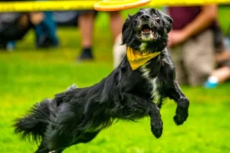 Washington State Fair New Stunt Dog Show and Events in Puyallup 2026