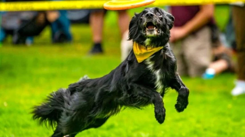 Washington State Fair New Stunt Dog Show and Events in Puyallup 2026