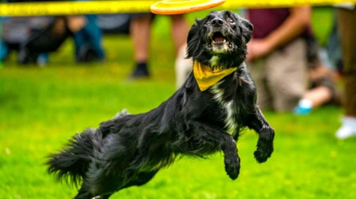 Washington State Fair New Stunt Dog Show and Events in Puyallup 2026