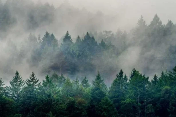 Washington Wildfires Update: Containment and Air Quality Status in Washington 2026