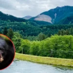 WDFW Euthanizes 2 Bears Following Attack in Index in 2026