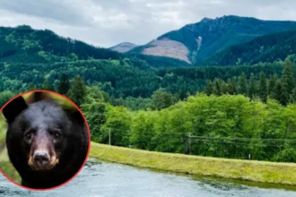 WDFW Euthanizes 2 Bears Following Attack in Index in 2026