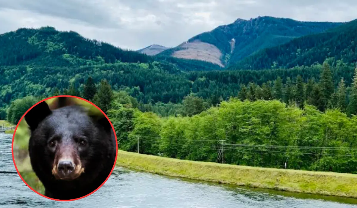 WDFW Euthanizes 2 Bears Following Attack in Index in 2026
